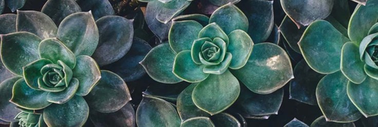 Témoignage Trame et Kinésiologie à Amiens