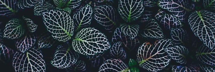 Témoignage Trame et Kinésiologie à Amiens