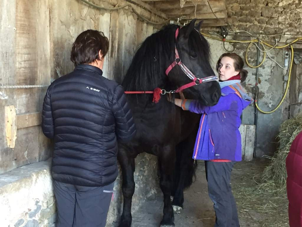 Séances de Trame animale dans la Somme